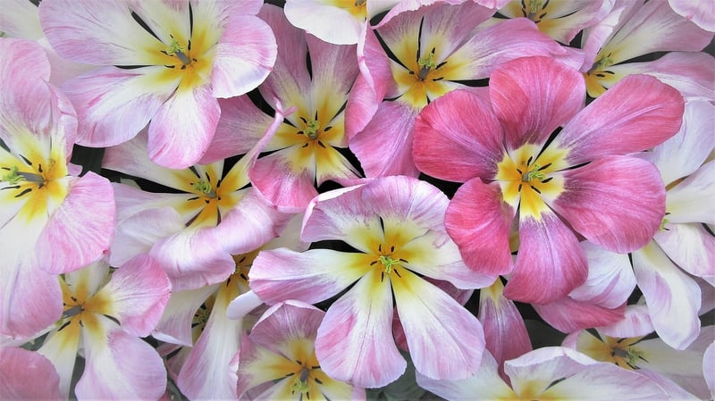 Keukenhof Gardens, Netherlands